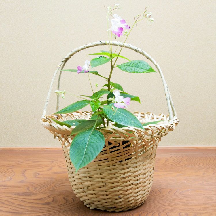 茶道具 花籠（はなかご） 末広籠 玄々斎好写 (切箔上塗竹入子) 花入