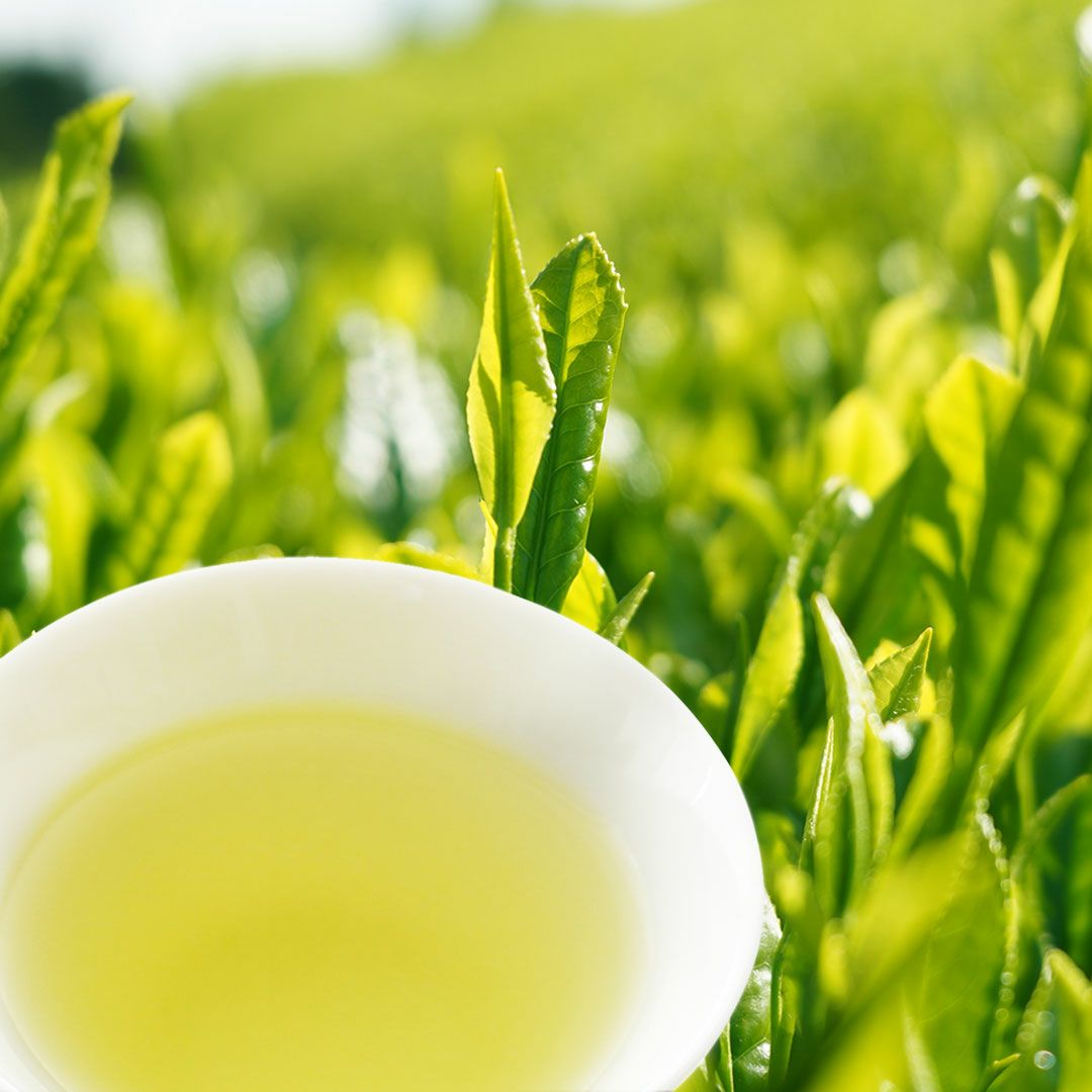 予約販売】2025年新茶 宇治茶 104g 茶缶箱 | 千年の香り 千紀園