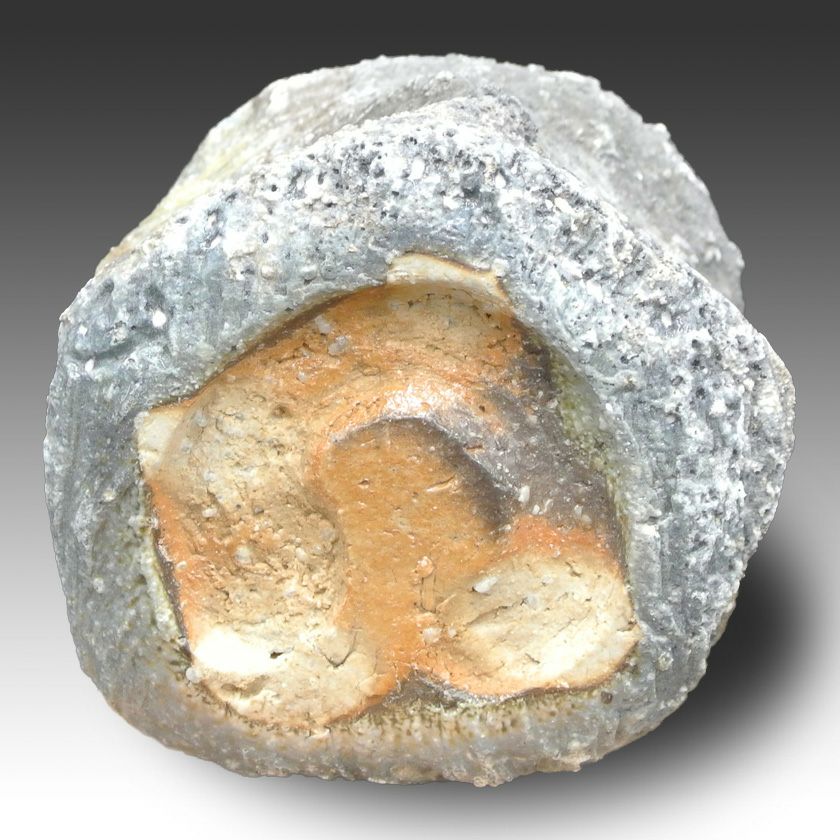 茶道具 抹茶茶碗（まっちゃちゃわん） 茶碗 信楽焼 灰被り 大山 秀男 抹茶茶碗は茶の湯文化である表千家・裏千家の茶道具や抹茶を専門に扱う千紀園（せんきえん）が通販で販売しています。茶会また初心者向けのお稽古用にご利用いただける抹茶碗です。贈り物・ギフトにも人気です。