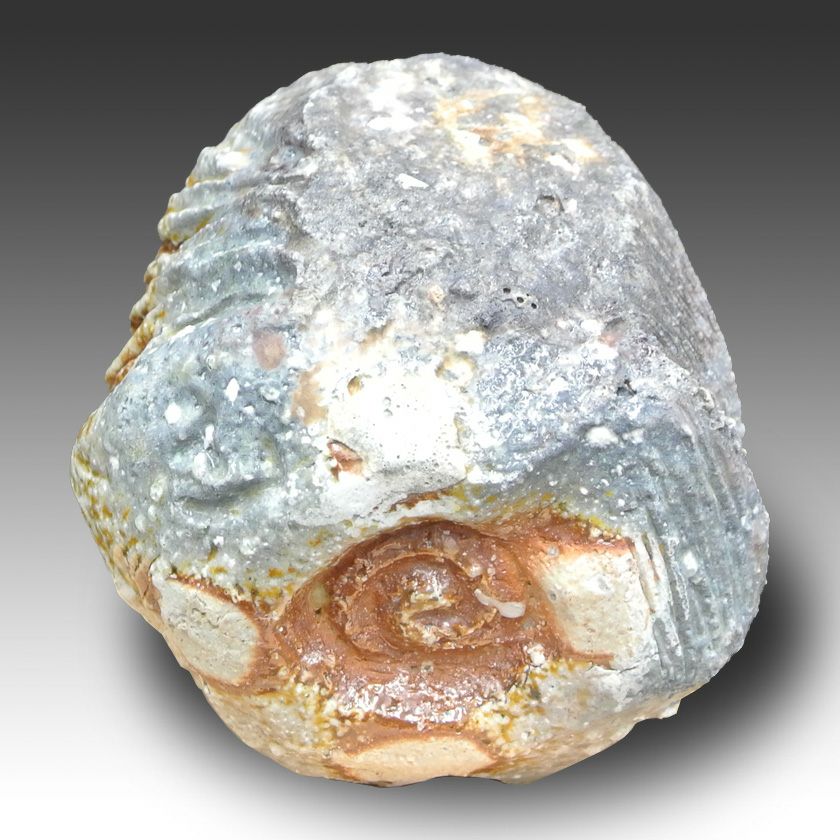 茶道具 抹茶茶碗（まっちゃちゃわん） 茶碗 信楽焼 灰被り 大山 秀男 抹茶茶碗は茶の湯文化である表千家・裏千家の茶道具や抹茶を専門に扱う千紀園（せんきえん）が通販で販売しています。茶会また初心者向けのお稽古用にご利用いただける抹茶碗です。贈り物・ギフトにも人気です。